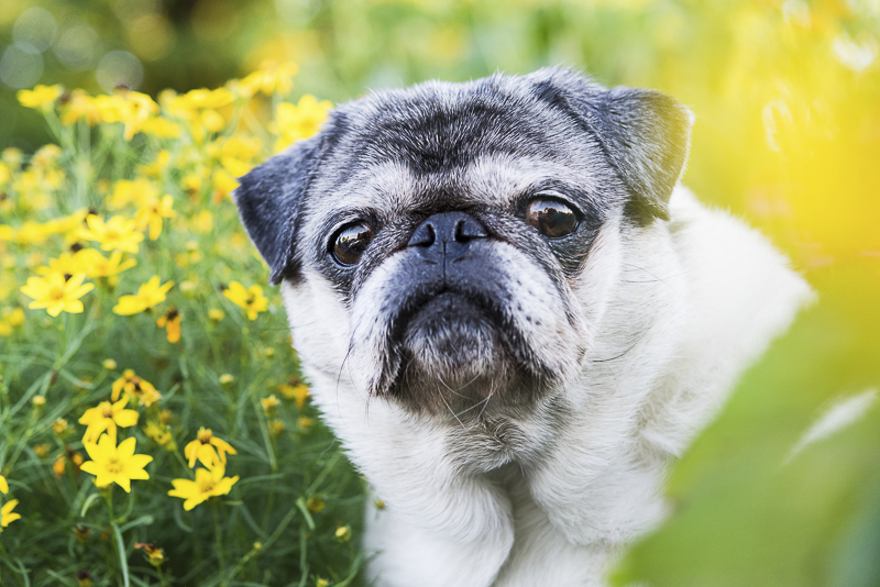 Cute Pug sitting in flowers, best Syracuse dog photographer