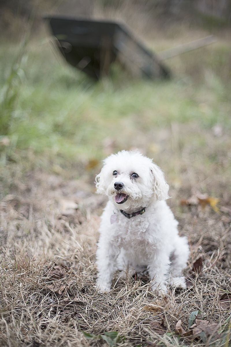 white mixed breed, Jackapoo, ©Alicia Hite Photography, North Carolina lifestyle dog photography
