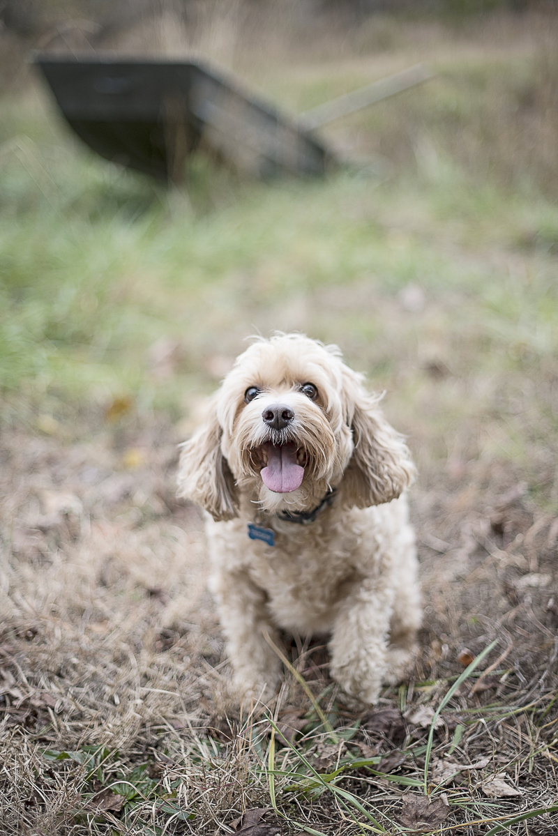 tan Cockapoo in field, lifestyle dog photography