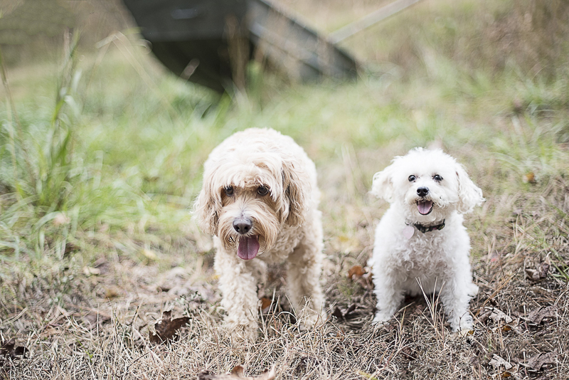 Mixed breeds on a farm, lifestyle dog photography, ©Alicia Hite Photography