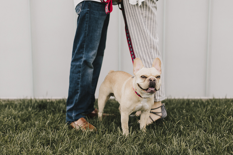 cute French Bulldog standing between couple, ©Alyssa Barletter Photography, KC lifestyle dog photography, engagement portraits 