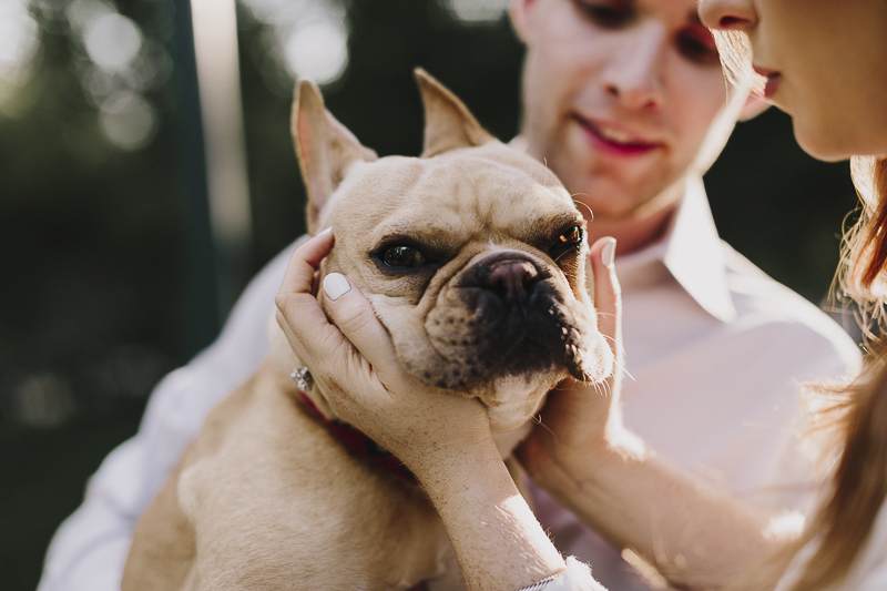 squishy Frenchie face, ©Alyssa Barletter Photography | engagement photos with a Frenchie