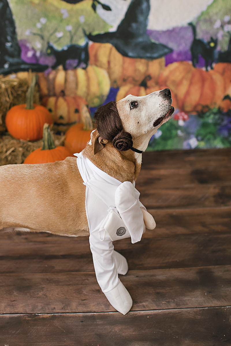 dog wearing Princess Leia Halloween costume | Philadelphia pet photographer, April Ziegler Photography