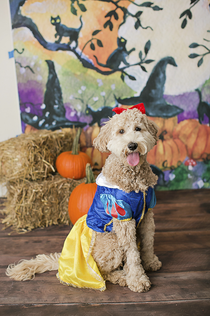 doodle wearing Snow White costume, Halloween costume ideas for dogs, Philadelphia pet photographer, April Ziegler Photography