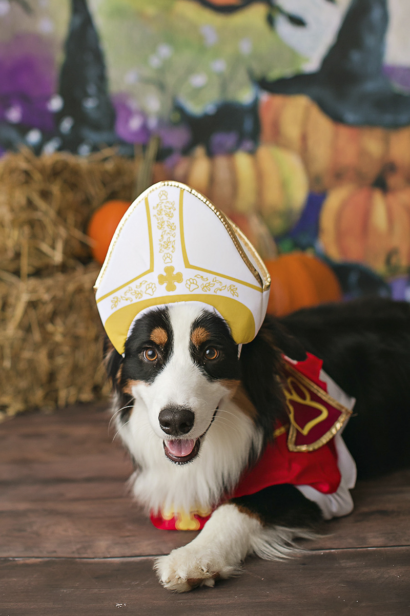 Howl-O-Ween, dog in Pope costume, Philadelphia pet photographer, April Ziegler Photography