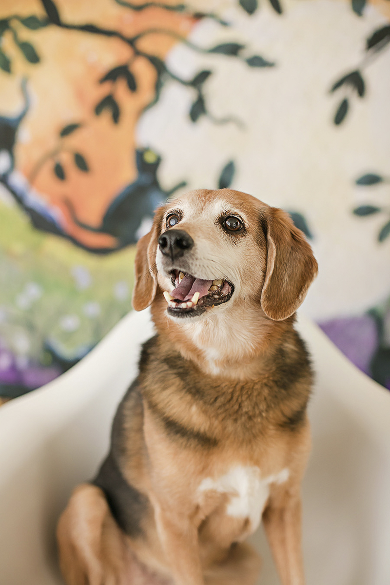 studio dog photography, Beagle mix sitting in chair, Philadelphia pet photographer, April Ziegler Photography