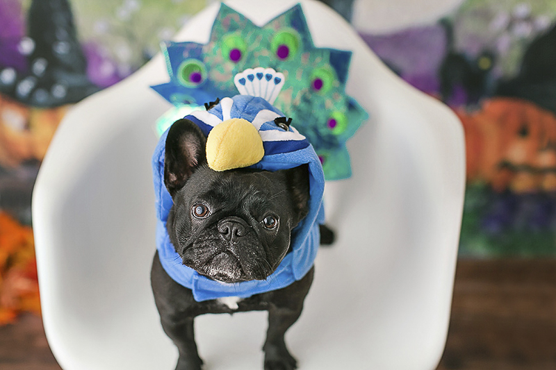 Halloween costumes for dogs, Frenchie wearing peacock costume | Philadelphia pet photographer, April Ziegler Photography