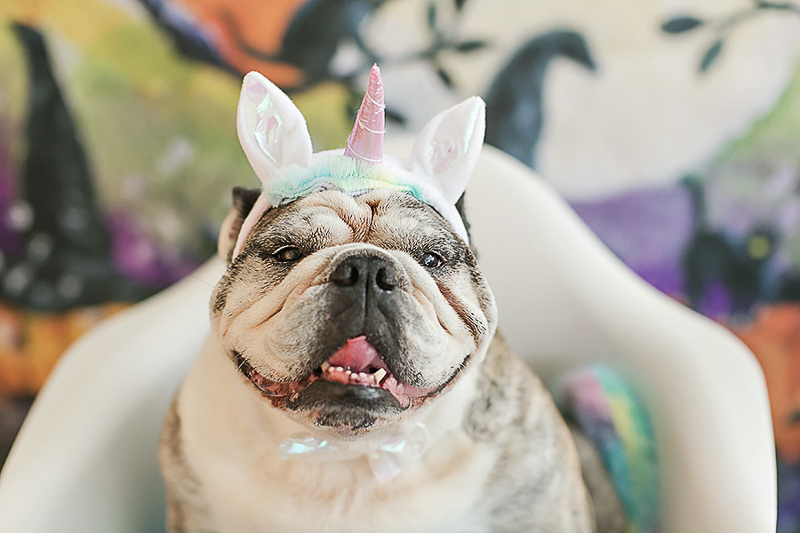 English Bulldog wearing Unicorn costume | Philadelphia pet photographer, April Ziegler Photography