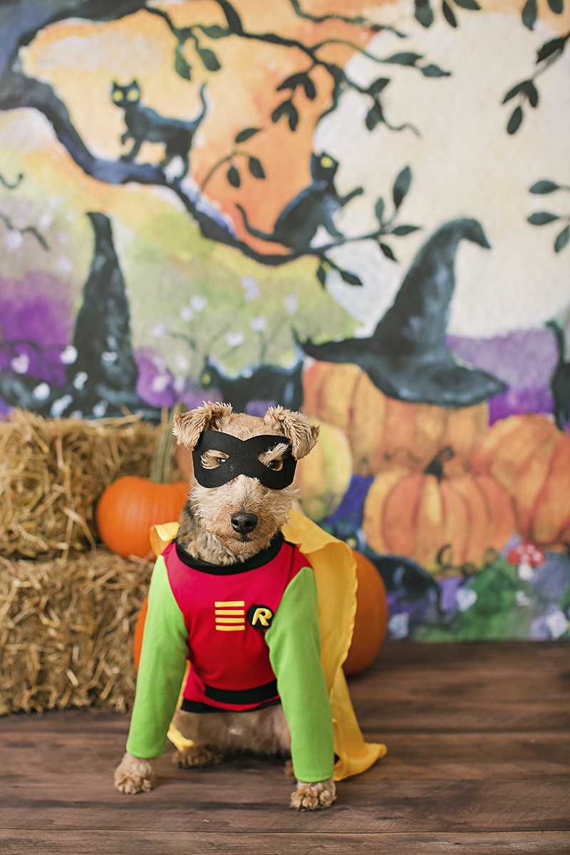 April Ziegler Photography- Howl-O-Ween dog wearing Robin costume