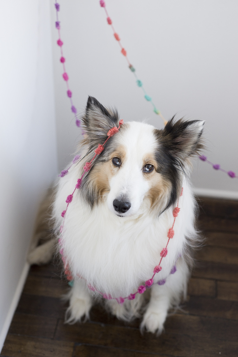 birthday celebration for dog, ©Ashley Lynn Photography