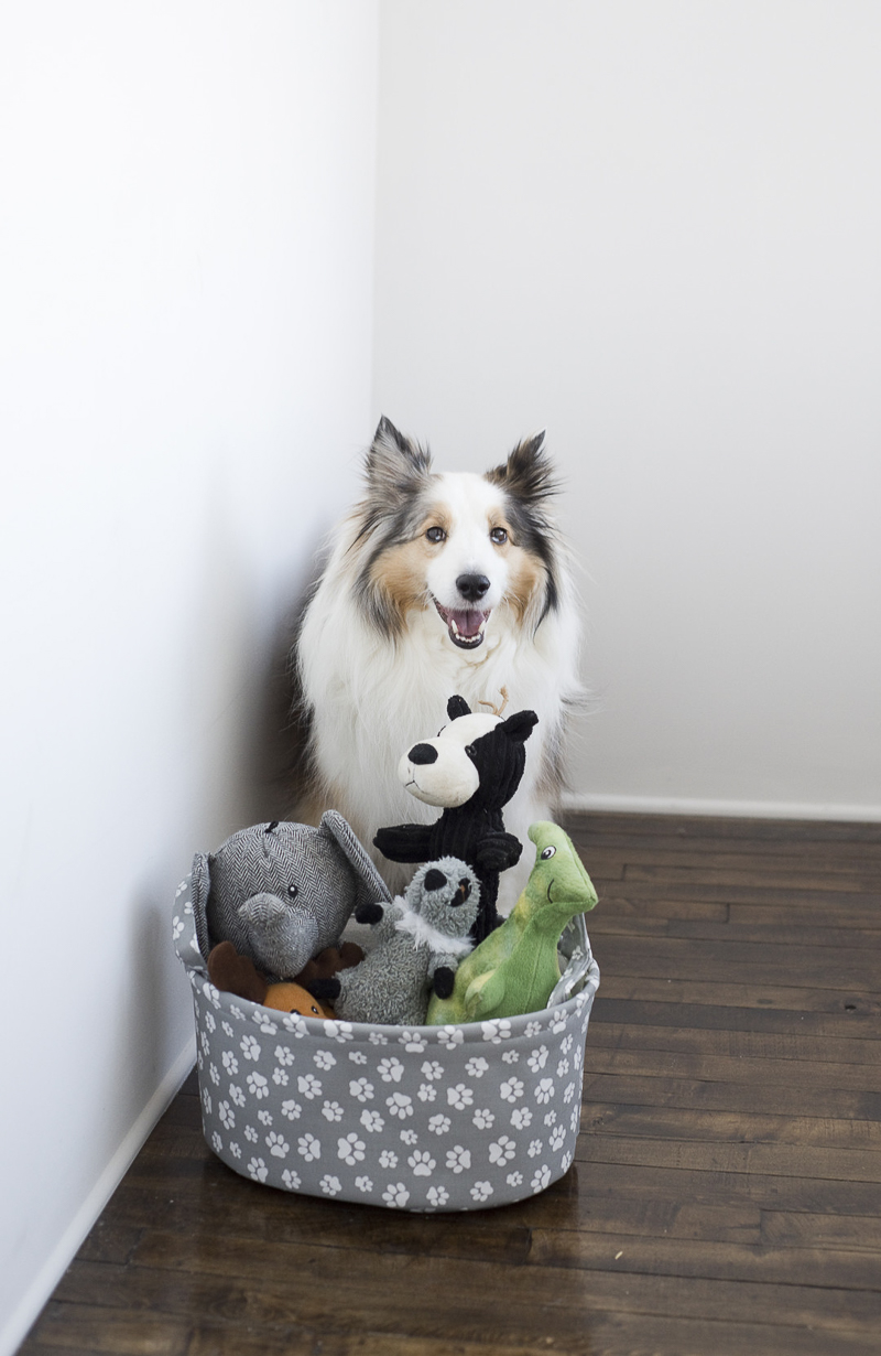 Dog and her basket of stuffed toys, ©Ashley Lynn Photography