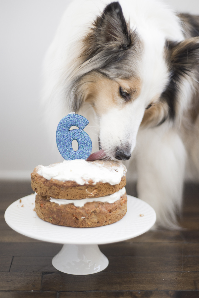 dog licking frosting off of cake, ©Ashley Lynn Photography