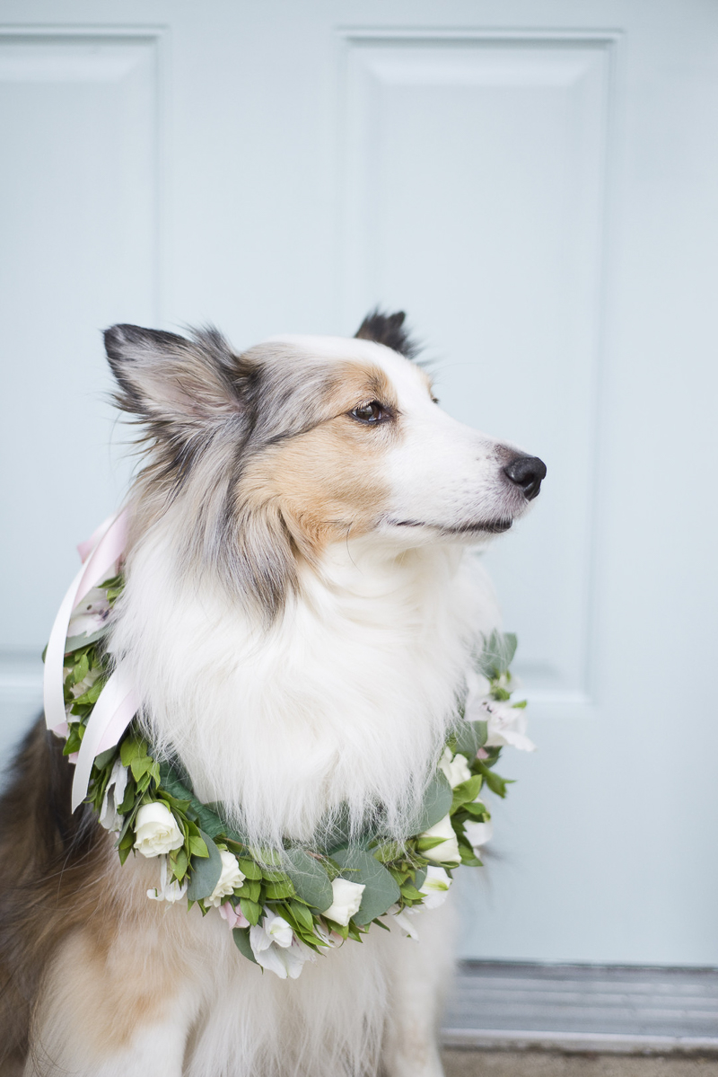 lovely dog, Sheltie wearing floral wreath, ©Ashley Lynn Photography