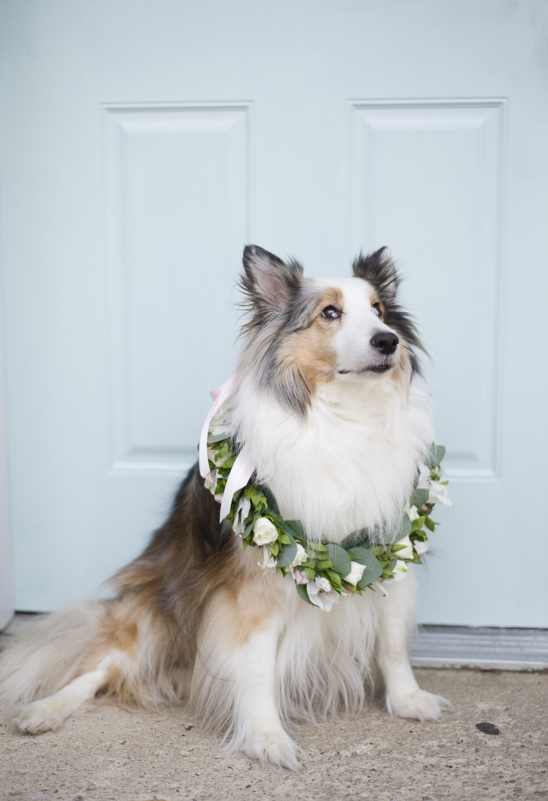 beautiful dog wearing floral wreath in front of blue door, lifestyle dog photography, ©Ashley Lynn Photography