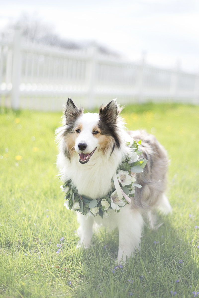 Dayton Ohio pet photography, Sheltie wearing floral wreath | ©Ashley Lynn Photography