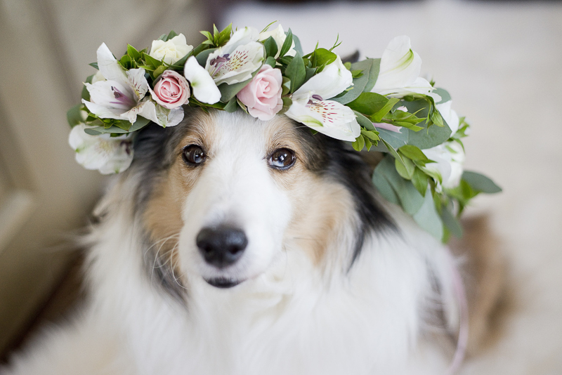 Sheltie wearing floral crown, heterochromia, ©Ashley Lynn Photography