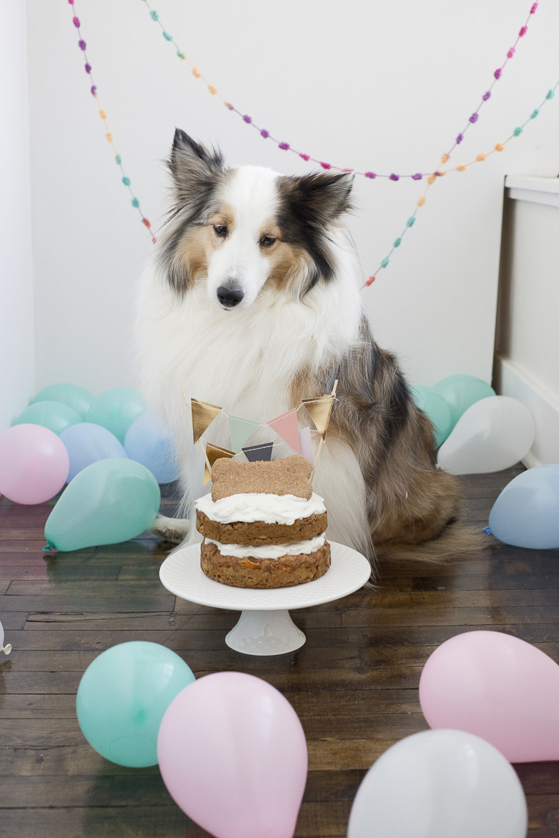 dog's birthday party, Sheltie looking at cake, ©Ashley Lynn Photography