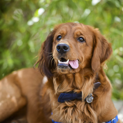 Engaging Tails:  Buddy the Golden Retriever