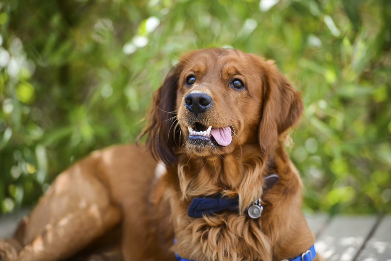 Handsome Golden Retriever, lifestyle dog photography ©CR Photography