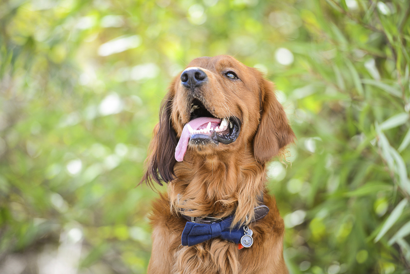 Smiling Golden Retriever wearing blue bow tie, ©CR Photography | lifestyle dog photography