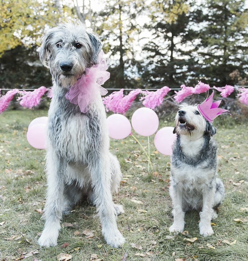 Irish Wolfhound wearing big pink bow and older mixed breed wearing pink crown, dog party ideas ©Elska Productions 