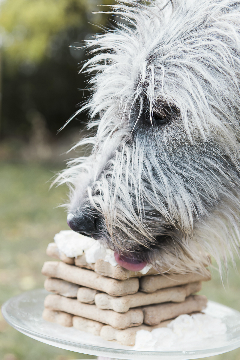 Irish Wolfhound licking whipped cream, dog party ©Elska Productions 