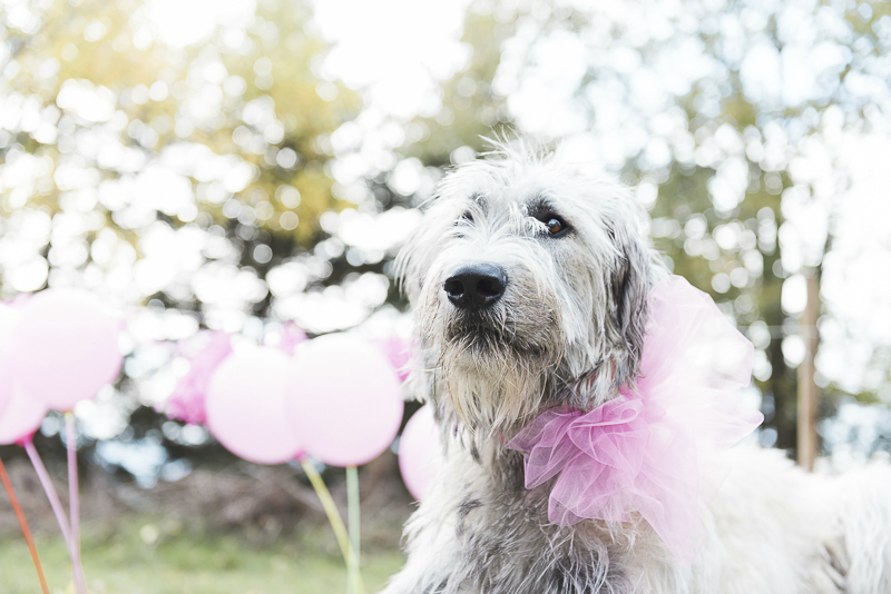 Pretty in Pink, Irish Wolfhound wearing pink bow, ideas for celebrating a dog's birthday, ©Elska Productions | dog photo shoot