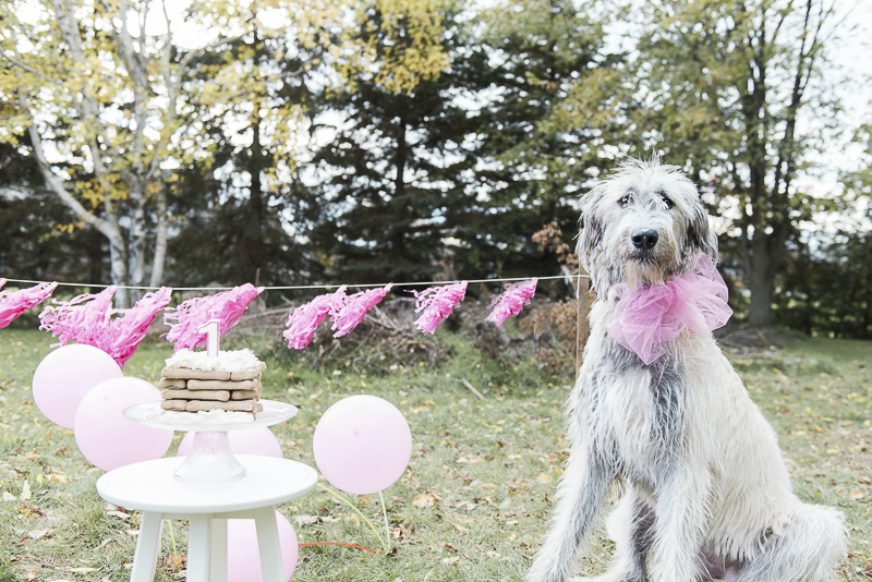 dog party ideas, Irish Wolfhound sitting next to dog bone treat, pink balloons and streamers, ©Elska Productions | Irish Wolfhound, dog photography