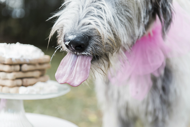 close up of Irish Wolfhound's tongue, birthday dog, photo shoot to celebrate dog's birthday