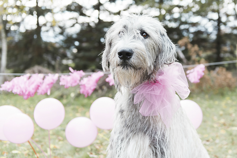 Lovely Irish Wolfhound, party for a dog, ©Elska Productions dog photo shoot