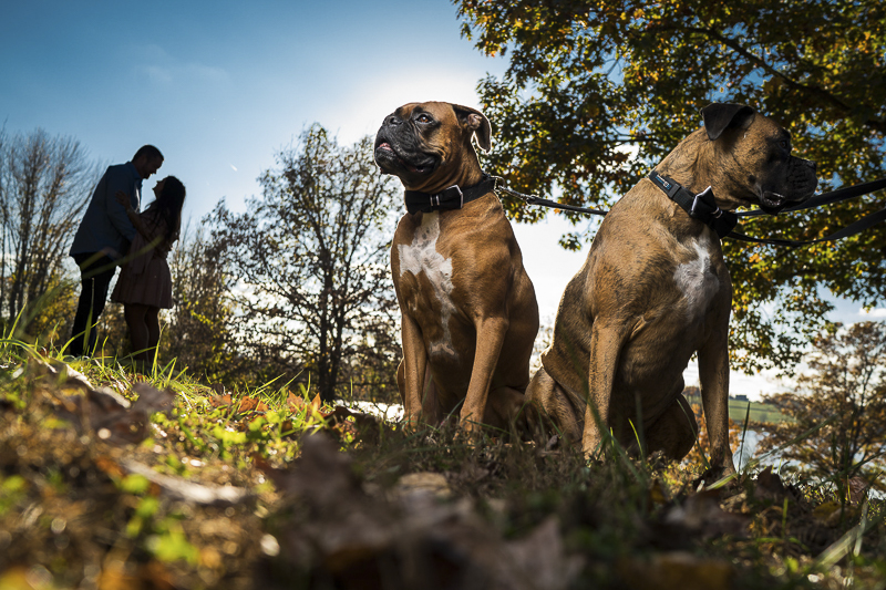 two handsome Boxers, engagement photos with dogs 