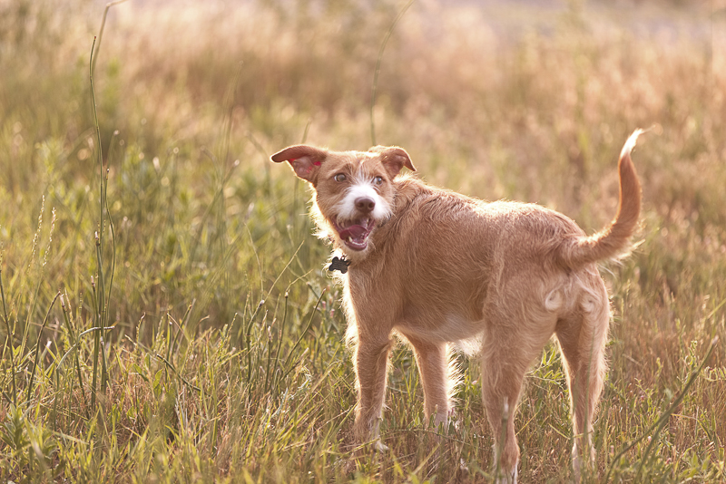 Jack Russell Terrier mix, Colorado lifestyle pet photographer | Good Morrow Photography