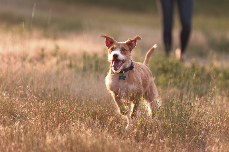 action shot, dog photography, little brown and white dog running through a field, ©Good Morrow Photography, CO lifestyle dog photography 