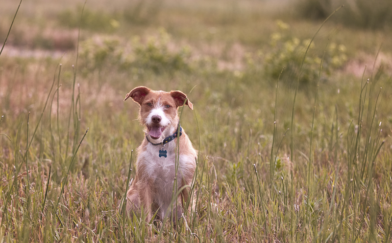 mixed breed in field, lifestyle dog portraits ©Good Morrow Photography
