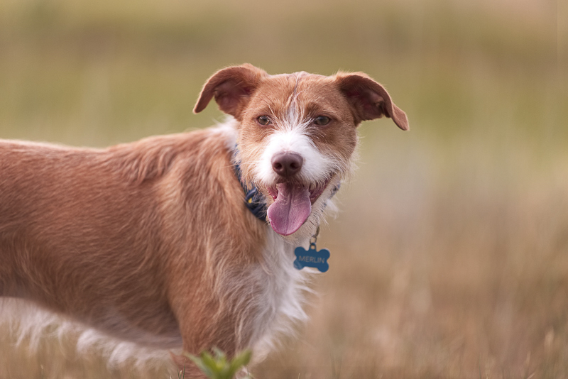 small mixed breed standing in field | ©Good Morrow Photography, Denver, CO lifestyle dog photography 