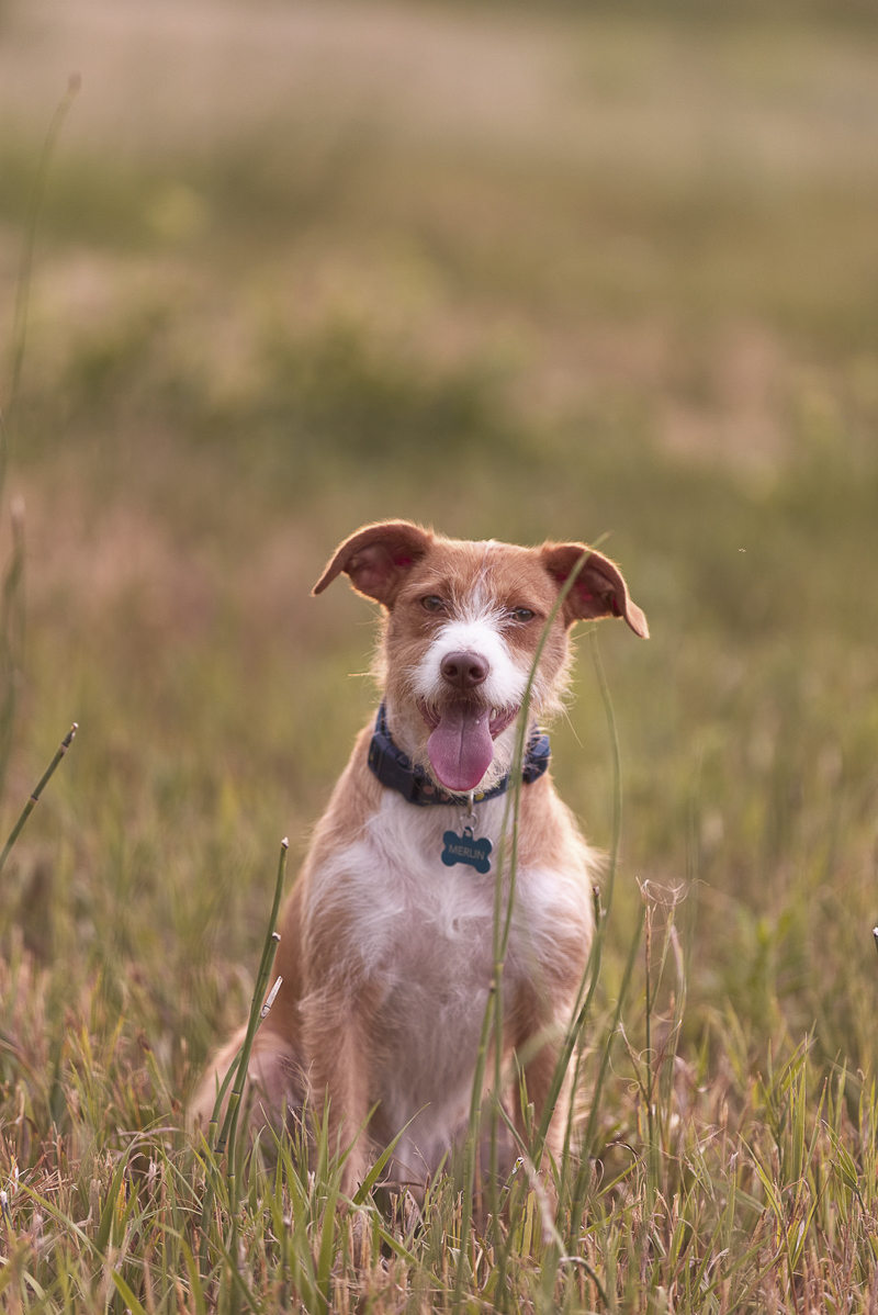 Cute Jack Russell Mix sitting in field, ©Good Morrow Photography, CO lifestyle dog photography 