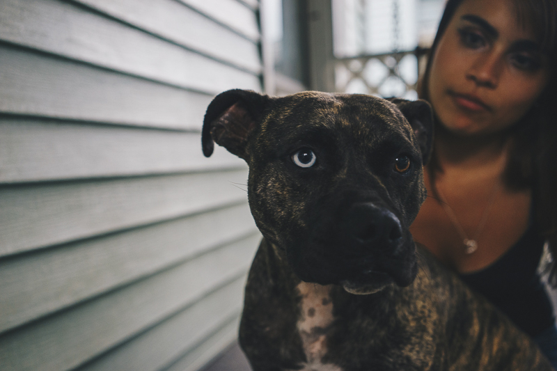 Pit bull mix with one blue eye and one brown eye, dogs are family | ©Heck Designs and Photography