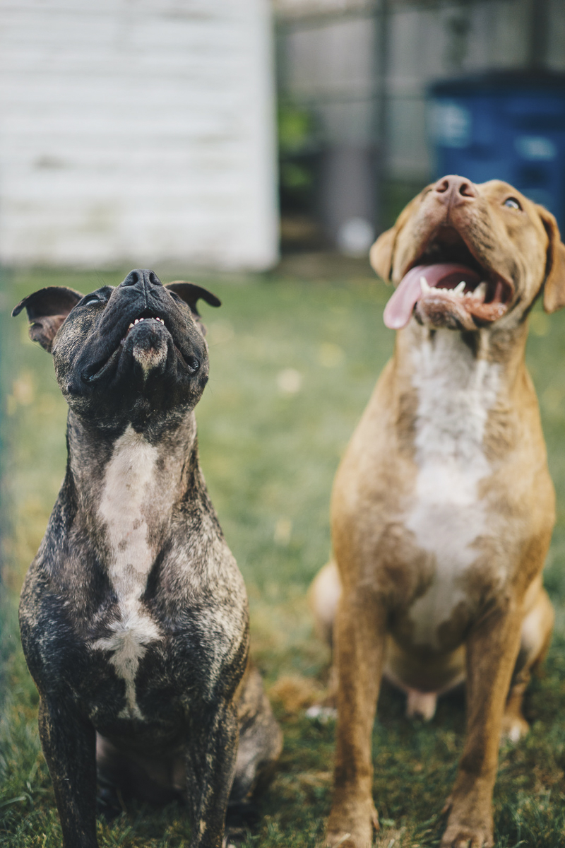  Pit bulls waiting for treats, lifestyle dog photography, | ©Heck Designs and Photography