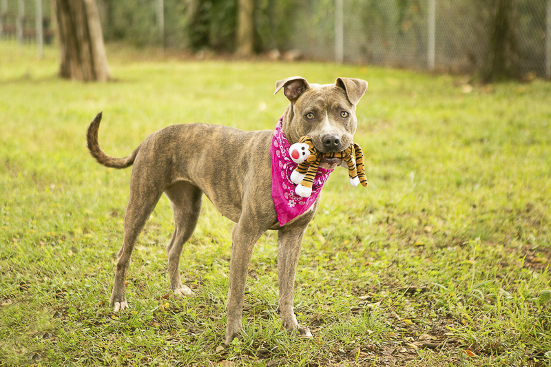 cute dog with stuffed tiger toy, Adoptable Pit bull mix PAWS, Rutherford, TN ©Mandy Whitney Photography