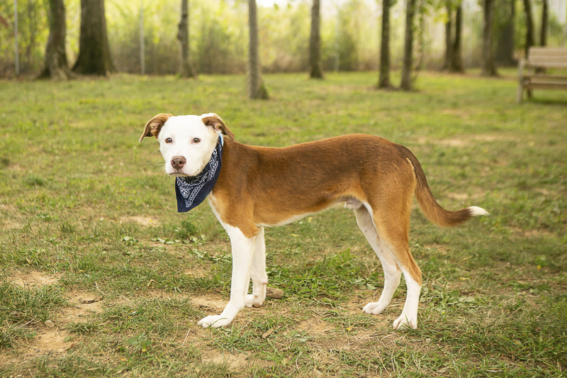 Young adoptable dog, photographer helping rescue dogs | PAWS, Rutherford, TN ©Mandy Whitney Photography