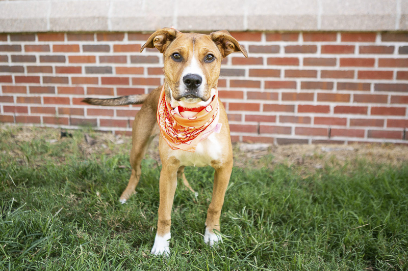 Nashville pet photographer Mandy Whitley helps shelter dogs with great adoption photos