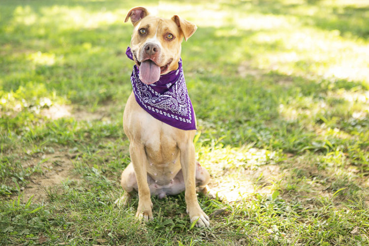 ©Mandy Whitley Photography-Adoptable dogs, Rutherford County PAWS