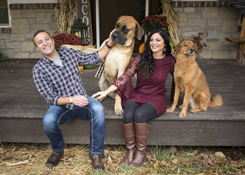 english mastiff family dog