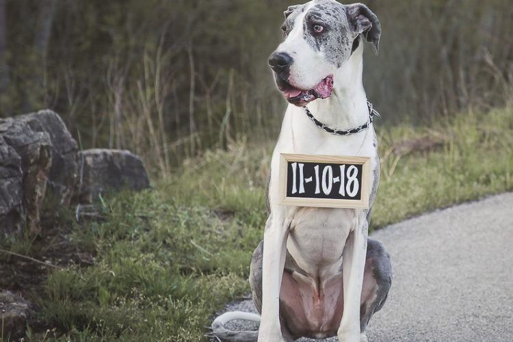 dog wearing Save the Date sign, engagement portraits with a dog