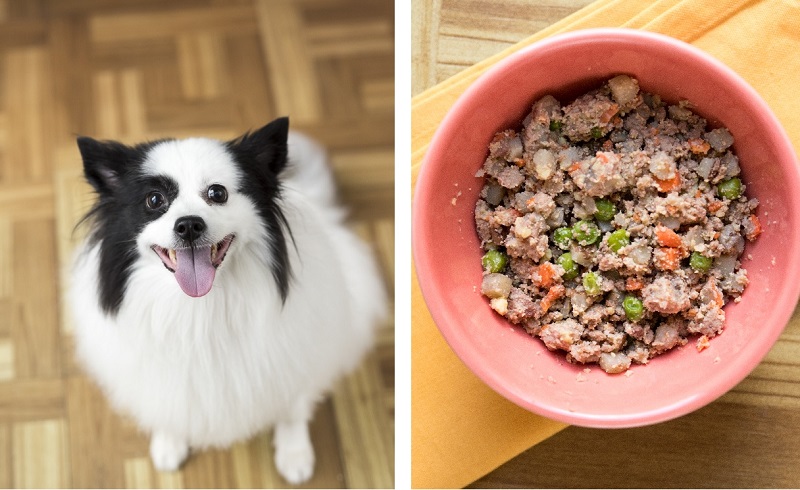 fresh food for dogs, NomNomNow, best dog food