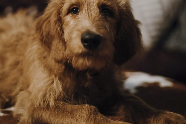 ©Suzuran Photography | Cleveland events