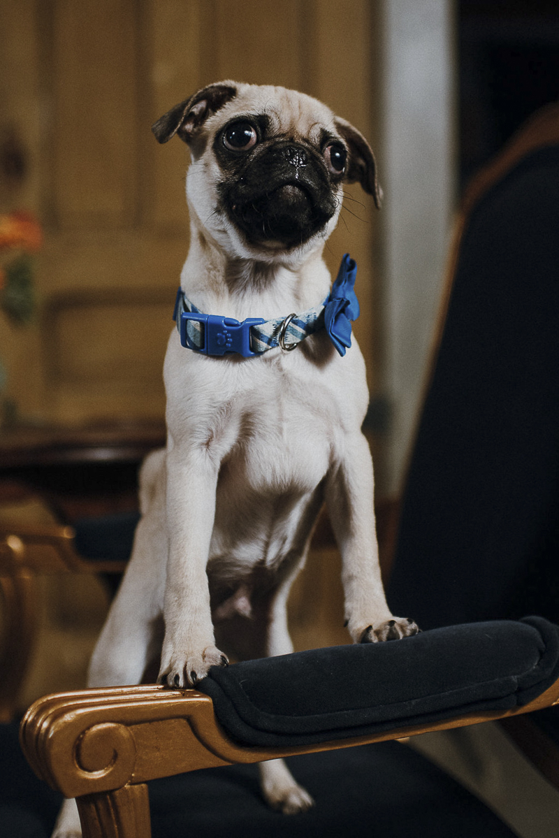 cute fawn Pug puppy portraits | Suzaran Photography 