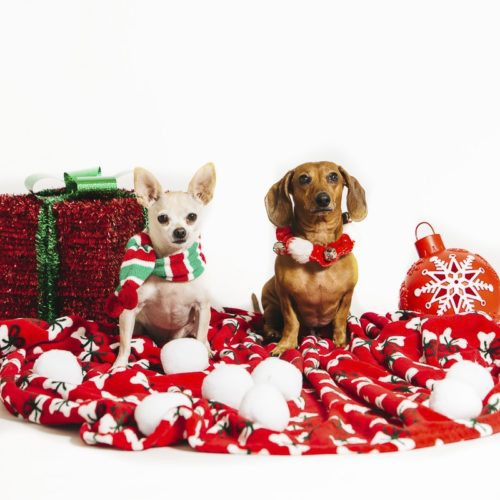 Holiday Photo Booth to Benefit PAWS