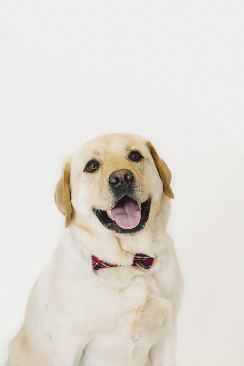 Handsome Yellow Lab wearing bow tie, Christmas card ideas, Philly mini session, ©Alexa Nahas Photography