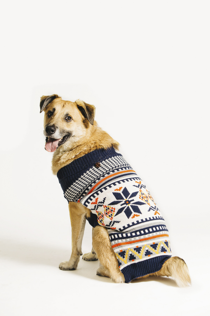 mixed breed in holiday sweater, Philly pet photographer, ©Alexa Nahas Photography